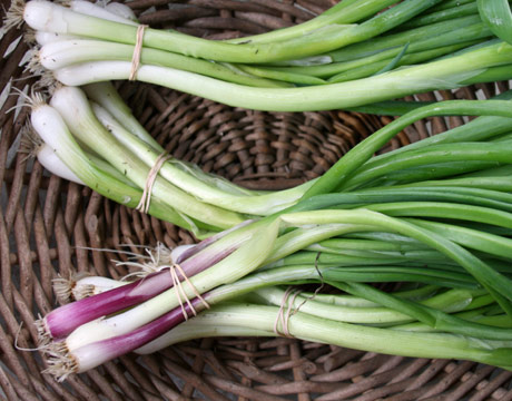Green Garlic – In Good Heart Farm